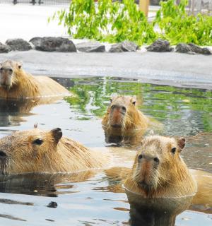 一群熊在水中游泳