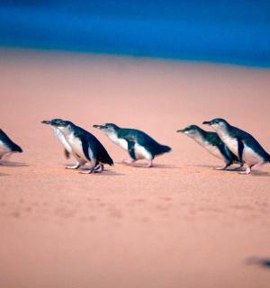 skupina ptáků procházejících se po pláži