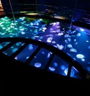 灯光明亮的水族馆，水里有鱼