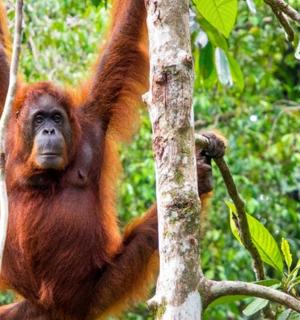 an orangutan hanging from a tree in the forest