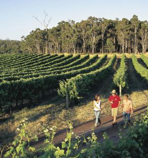 一群人穿过葡萄园