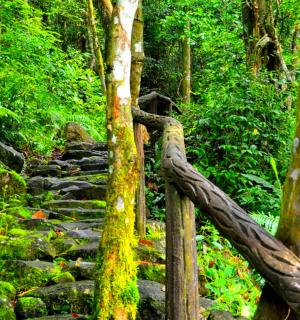 kamenná cesta uprostřed lesa