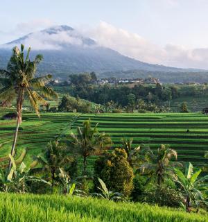 田野中的一棵棕榈树，背景是一座山