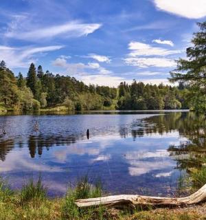 a body of water with a log on the shore