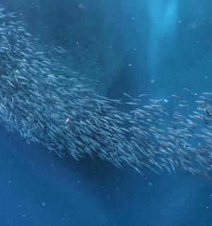 ฝูงปลาขนาดใหญ่ที่กำลังว่ายน้ำอยู่ในมหาสมุทร