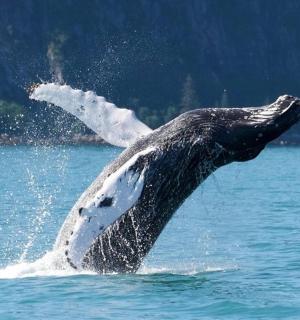 keporkak vyskakující z vody