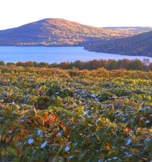a field of vegetation with a lake in the background