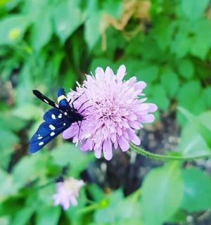 紫色の花に止まっている青い蝶