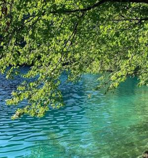 水域に垂れ下がった木