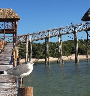 一只鸟站在水中的木桥上