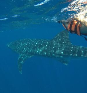 在水中与鲸鲨一起游泳的人