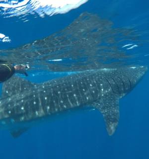 在海里与鲸鲨一起游泳的人