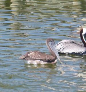 two birds swimming in a body of water
