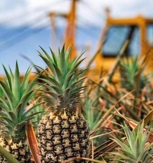a group of pineapples in a field with a tractor