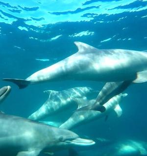 skupina delfínů plavajících ve vodě