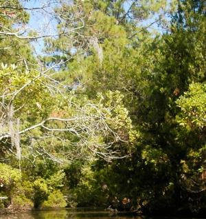 pohled na řeku se stromy a lesem