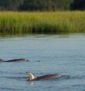 dva tuleni plaví ve vodní ploše