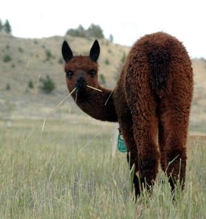 a brown llama standing in a field of tall grass