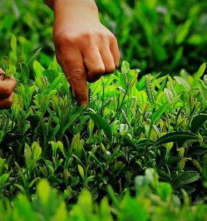 一个人正在从田里捡草