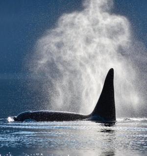 一头虎鲸在水中溅起水花