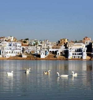 城市前水中的一群天鹅