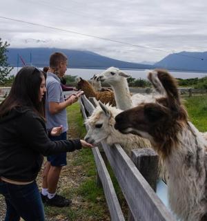 eine Gruppe von Menschen, die Lamas an einem Zaun füttern