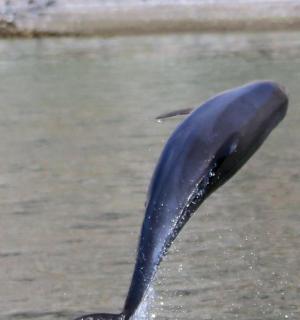 一只蓝色的海豚露出水面