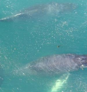 skupina ryb plavajících ve vodě