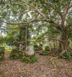 a large tree with many branches and rocks in a forest