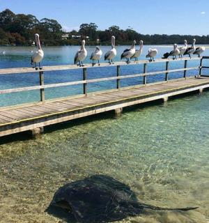 一群鹈鹕坐在水中的码头上