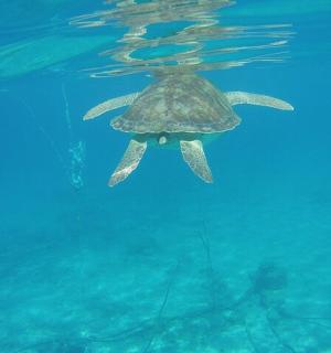 一只海龟和一名潜水员在水中游泳