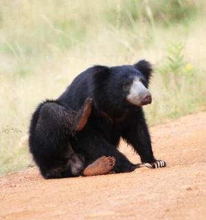 a bear sitting on the side of a dirt road