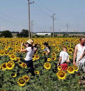 a group of people in a field of sunflowers