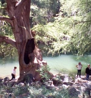 一群人站在河边的一棵树旁