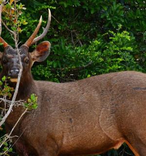 a deer with large antlers standing next to trees