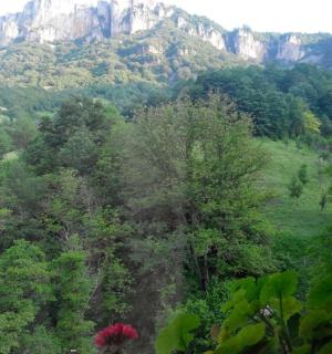 以山为背景的森林景观