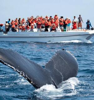 a whale tail in the water with a boat