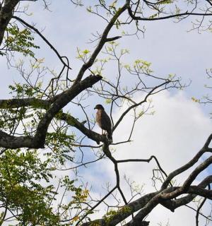 a bird perched on top of a tree branch