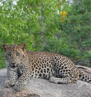 a leopard laying on top of a rock