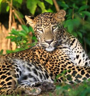 a leopard laying on the ground in the grass