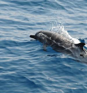 一只海豚在水中游泳