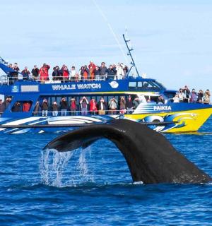 一艘蓝黄色的船，海里有一头鲸鱼