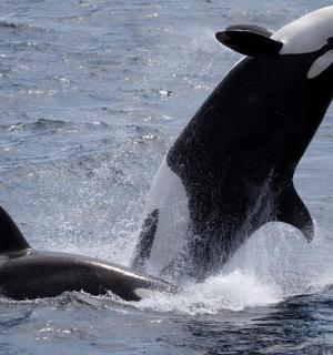 a dolphin in the water with its mouth open