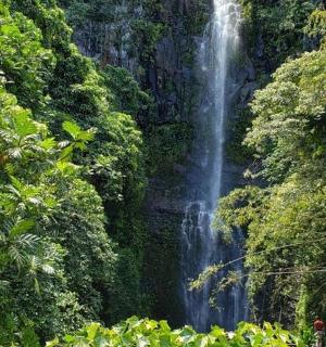 a waterfall in the middle of a forest