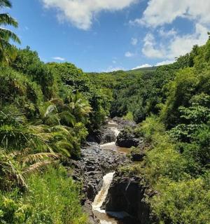 a river in the middle of a jungle