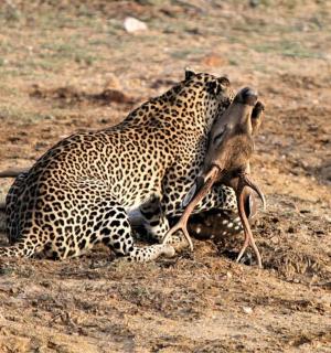 a cheetah laying on the ground with a bird