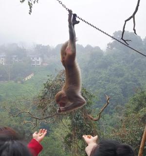 a monkey hanging from a rope with people watching