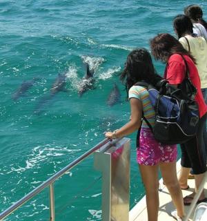 一群人在水中观看海豚