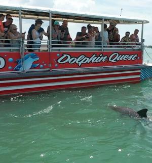 船边水中的一只海豚