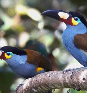 两只鸟栖息在树枝上